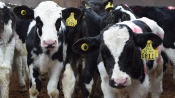 China comenzó a comprar ganado lechero — Lechería — Dinámica Rural | El Espectador 810