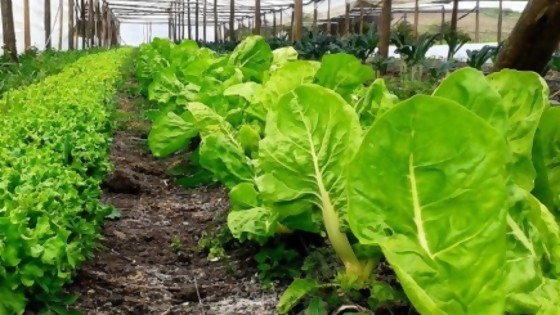 Justa, ecológica y renovable: las bases de la agroecología y su plan en Uruguay — Entrevistas — No Toquen Nada | El Espectador 810