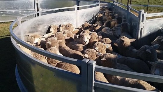 El Operativo Ovinos 2019 podría reflejar una faena de 70.000 corderos — Ganadería — Dinámica Rural | El Espectador 810