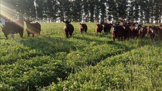 M. Labandera: ''Uruguay puede mejorar la adopción de pasturas con métodos de siembra más efectivos'' — Extensión — Dinámica Rural | El Espectador 810