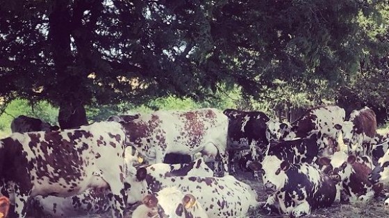 Normando: más que carne y leche, una raza de precisión — Ganadería — Dinámica Rural | El Espectador 810