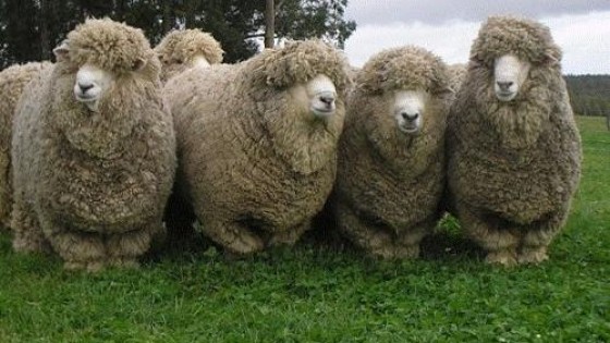 Mientras en Uruguay la producción de lana creció 5%, el mercado se mueve a influjo de China y EEUU — Economía — Dinámica Rural | El Espectador 810