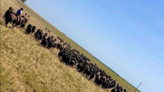 Es esperable que los precios de los ganados sigan estables, aunque depende del factor clima — Ganadería — Dinámica Rural | El Espectador 810