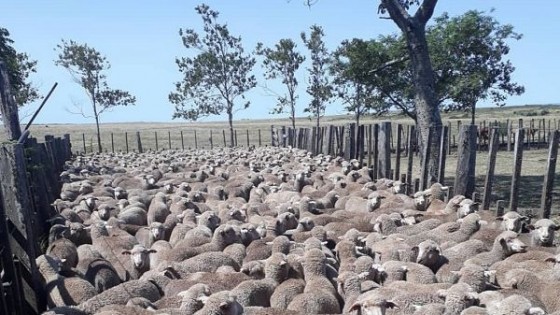 La zafra ovina refleja  el contexto favorable para el rubro — Ganadería — Dinámica Rural | El Espectador 810