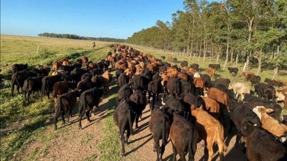 N. Jasidakis: A pesar de la incertidumbre por el COVID-19, 'la ganadería tiene el desafío de poner en marcha al país' — Economía — Dinámica Rural | El Espectador 810