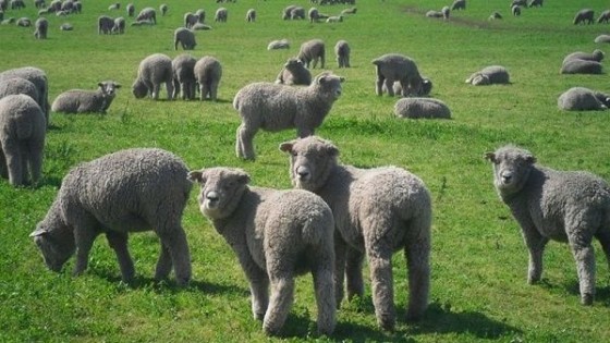 Más producción con la misma cantidad de ovejas  — Ganadería — Dinámica Rural | El Espectador 810