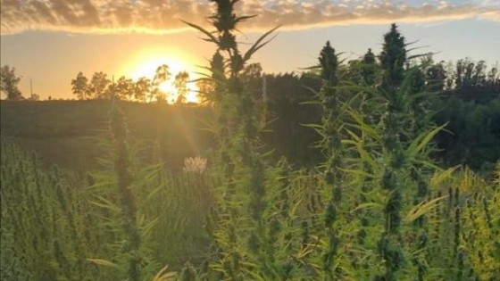 Innovación: En la próxima siembra el Cannabis tendrá trazabilidad — Agricultura — Dinámica Rural | El Espectador 810
