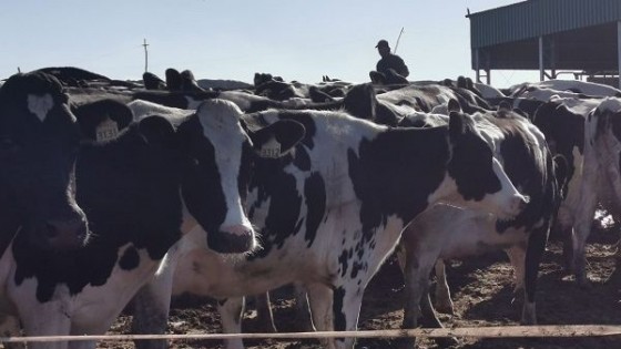 Lechería: 'El precio de la leche al productor subió en pesos, pero bajó en dólares' — Lechería — Dinámica Rural | El Espectador 810