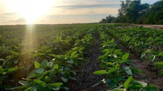 'Paraguay sigue siendo un lugar de oportunidades para uruguayos' — Agricultura — Dinámica Rural | El Espectador 810