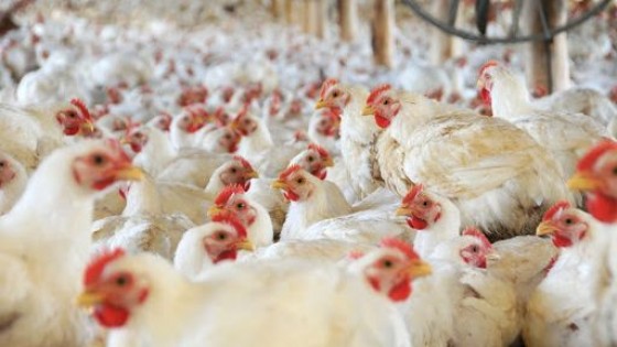 Preocupa ingreso de carne aviar de Brasil, que crece — Granja — Dinámica Rural | El Espectador 810