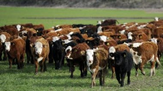 USU no comparte la importación de ganado en pie — Economía — Dinámica Rural | El Espectador 810
