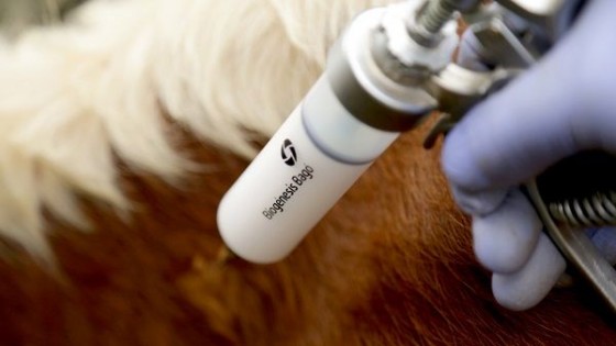Biogénesis Bagó firma un contrato con el USDA para abastecerlo de vacuna antiaftosa en caso de emergencia  — Ganadería — Dinámica Rural | El Espectador 810
