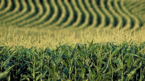 El mercado de granos, bajo los efectos de la guerra comercial entre China y EEUU — Economía — Dinámica Rural | El Espectador 810