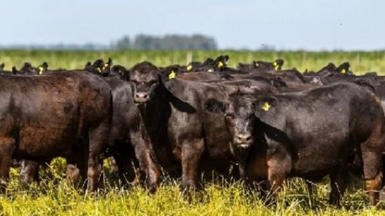 Mercado ganadero: Baja la faena, y los precios siguen al alza — Mercados — Dinámica Rural | El Espectador 810