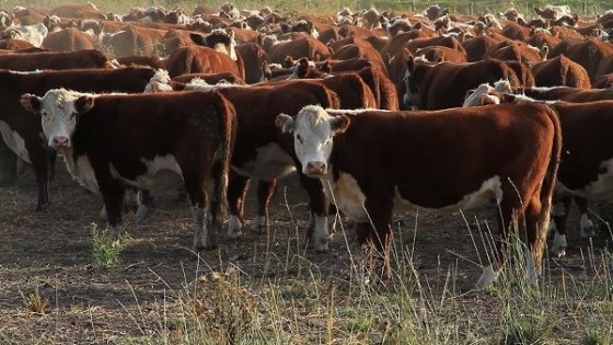 Pantalla Uruguay hizo un precio promedio para el ternero de 2.24 dól/kgs — Mercados — Dinámica Rural | El Espectador 810