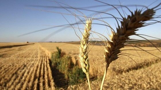 Cultivos de invierno: Hasta el momento hay buenas expectativas, aunque 'es temprano para estimar rindes' — Agricultura — Dinámica Rural | El Espectador 810