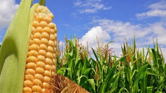 Prolesa promueve portfolio 'asegurado' en cultivos de verano — Lechería — Dinámica Rural | El Espectador 810