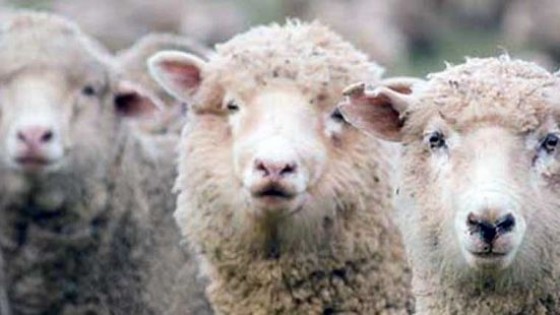 Parásitos en ovinos: Ventajas de la prevención  — Ganadería — Dinámica Rural | El Espectador 810