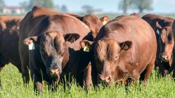 J. Filliat: 'Seguimos con la esencia de 'toros para vaquillonas'' — Ganadería — Dinámica Rural | El Espectador 810