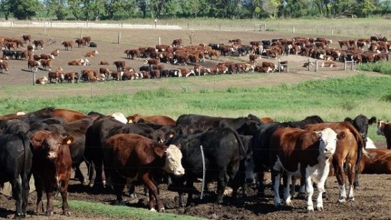 Haciendas: La falta de  lluvias condiciona el mercado, aunque 'los precios son buenos' — Mercados — Dinámica Rural | El Espectador 810