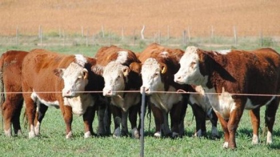 Plazarural: 'El porcentaje de ventas ratificó estabilidad del negocio ganadero' — Mercados — Dinámica Rural | El Espectador 810