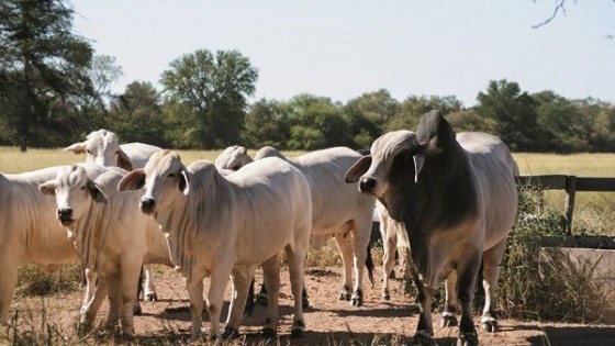 El Chaco paraguayo enfrenta su mayor sequía en 30 años — Mercados — Dinámica Rural | El Espectador 810