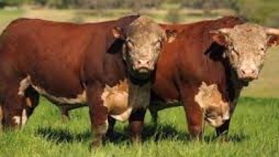 D. Dutra: 'La zafra de toros tendrá alta colocación' — Mercados — Dinámica Rural | El Espectador 810