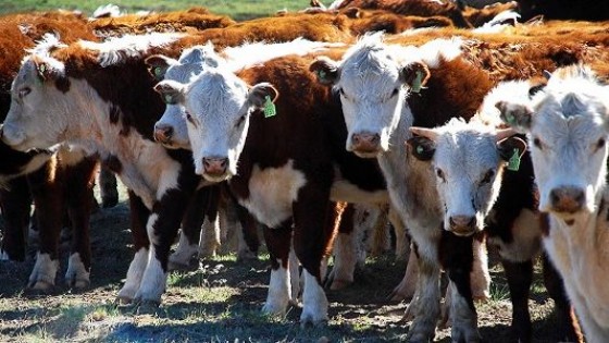 G. Osorio: 'La marca a fuego es obligatoria e imprescindible para la propiedad del ganado' — Ganadería — Dinámica Rural | El Espectador 810