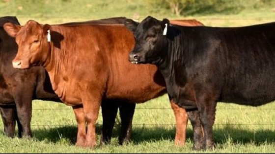 Bayucuá, '114 años produciendo toros eficientes' — Ganadería — Dinámica Rural | El Espectador 810