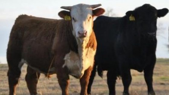 Día del toro: marca del norte del país — Mercados — Dinámica Rural | El Espectador 810
