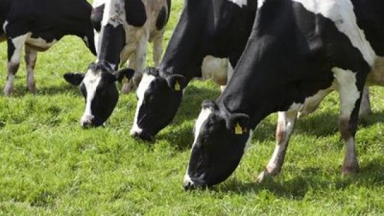 A. Pérez Viazzi: ''La primavera viene bien en volumen y calidad de leche'' — Lechería — Dinámica Rural | El Espectador 810