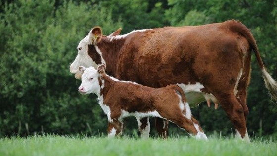 ¿Qué cosas hacer para preñar vacas? — Ganadería — Dinámica Rural | El Espectador 810