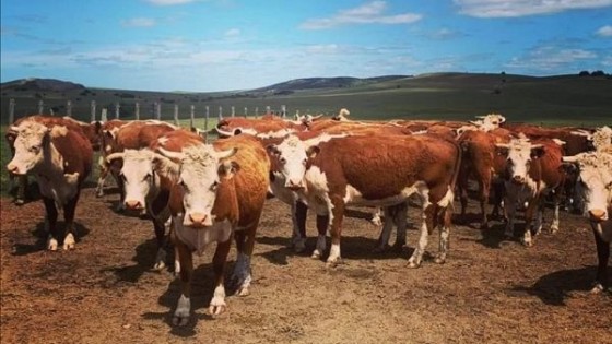 Pantalla Uruguay con el BSE oficializan ''Seguro de Vida'' para los ganados vendidos — Inversión — Dinámica Rural | El Espectador 810