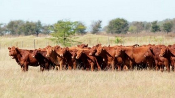 El clima incidió en el ajuste pronunciado de precios — Mercados — Dinámica Rural | El Espectador 810