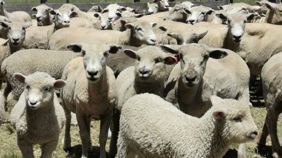 ''Vamos por más corderos'', capitalizando el trabajo del año — Ganadería — Dinámica Rural | El Espectador 810