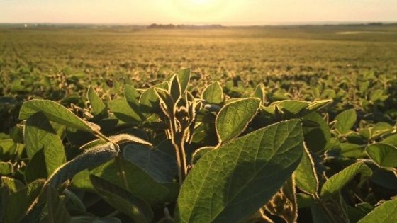 F. Arrosa: ''Este año la soja de 2da predominará el área 2020'' — Agricultura — Dinámica Rural | El Espectador 810