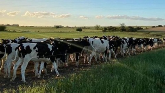 Dos tambos, dos caminos, y similares resultados — Lechería — Dinámica Rural | El Espectador 810