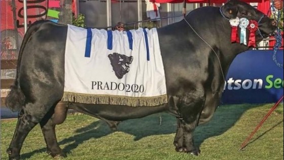 En Angus, ''Pipo'' de San Gregorio Ganadera Ltda va por ser el mejor toro del mundo — Ganadería — Dinámica Rural | El Espectador 810