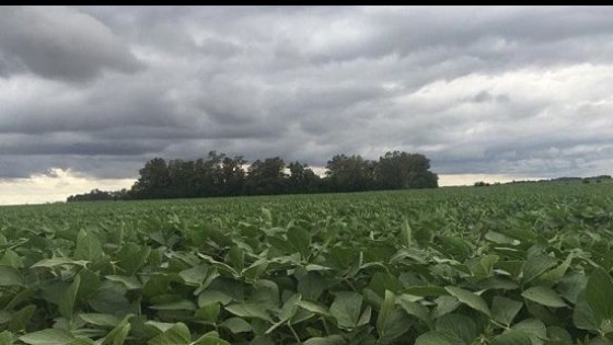 Lluvias en Brasil impactan en precio de la soja — Mercados — Dinámica Rural | El Espectador 810