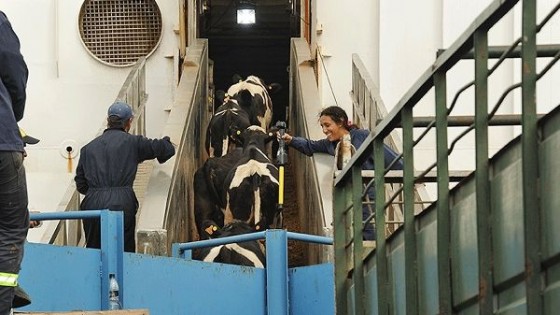 Partió a China contingente de ganado Holando y Hereford — Economía — Dinámica Rural | El Espectador 810