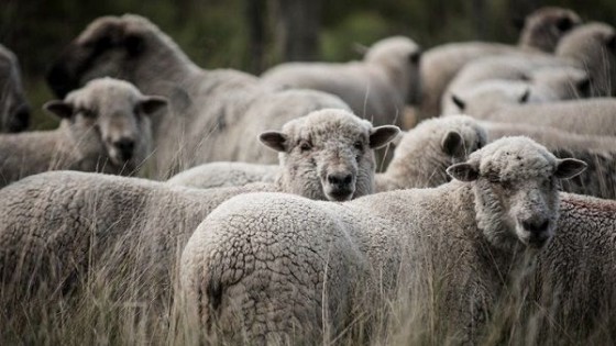 R. Volonté: ''El rubro ovino, a pesar de las adversidades, es competitivo'' — Ganadería — Dinámica Rural | El Espectador 810