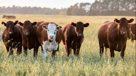 J. González: ''Entre plantas hay disparidad de precios'' — Mercados — Dinámica Rural | El Espectador 810