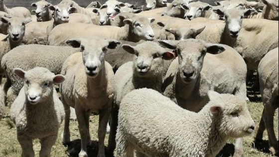 Operativo ovinos: El precio promedio fue de 3.30 dólares — Ganadería — Dinámica Rural | El Espectador 810