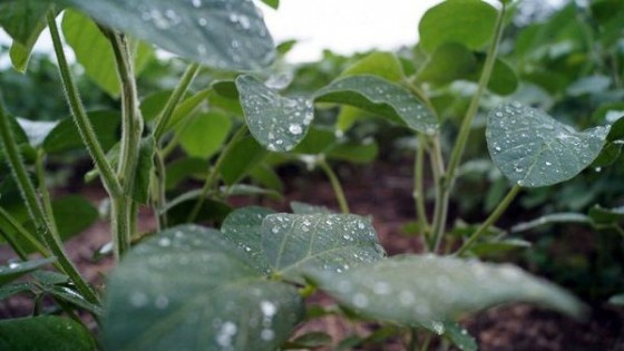R. Symonds: ''Las lluvias ocurrieron en el momento justo para la soja'' — Agricultura — Dinámica Rural | El Espectador 810