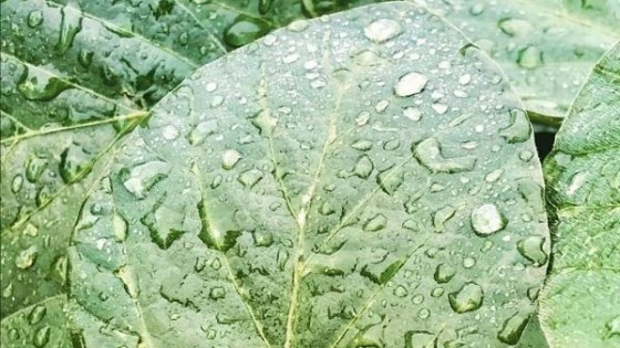 Soja: ''Las lluvias se traducen en las chacras con mejor estado productivo'' — Agricultura — Dinámica Rural | El Espectador 810