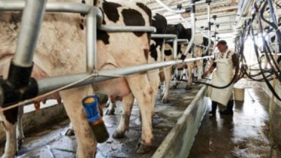 A. Pérez Viazzi: ''Hay cosas a resolver, pero vemos un mejor escenario para la lechería'' — Lechería — Dinámica Rural | El Espectador 810