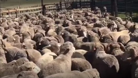 En Artigas, ''La Empastada'', con el doble propósito, ratifica su conversión en carne y lana — Ganadería — Dinámica Rural | El Espectador 810