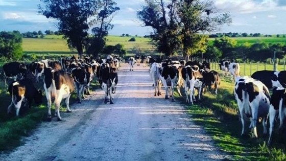 G. Berti: ''Quedan cosas por resolver, pero hay un mejor escenario para la lechería'' — Lechería — Dinámica Rural | El Espectador 810