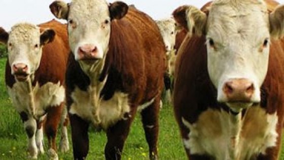 ''No hay volumen de ganado de campo, y quien tiene especula por mejores precios'' — Mercados — Dinámica Rural | El Espectador 810
