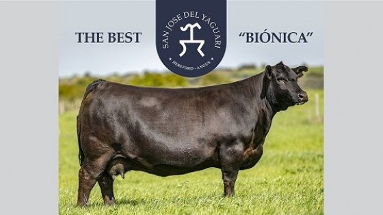 ''Zerca Biónica'' es la mejor reproductora bovina del mundo — Ganadería — Dinámica Rural | El Espectador 810